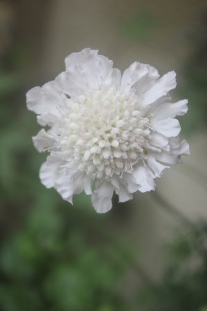 画像1: スカビオサ・アメジストスノー