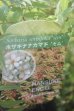 画像2: ホサキナナカマド・セム (2)